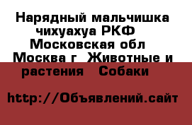 Нарядный мальчишка чихуахуа РКФ  - Московская обл., Москва г. Животные и растения » Собаки   